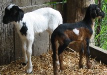 2009 Two Lost Damara Lambs